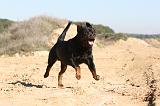 ROTTWEILER 126